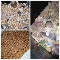 ราคา อาหารหนู เจ้าหนูดัมโบ้แรท เป็นสัตว์ฟันแทะ โตเต็มวัยจะตัวใหญ่กว่าหนูไมซ์ Mice มีนิสัยความเฉลียวฉลาด ว่องไว ปีนป่ายเก่ง เราสามารถฝึกฝนให้หนูดัมโบ้แรทของเราทำตามคำสั่งได้ เช่น หมุนตัวได้ เล่น (2137781098