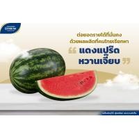 ราคา เมล็ดพันธุ์ แตงโม ซอนญ่า พลัส 2 กรัม ทรงกลมสูง ทรงใหญ่กว่าซอนญ่า ขนาดลูก 4 6กิโล ผิวสีเขียวอ่อนสลับเขียวเข้ม ตราเจียไต๋ แตงโม แตงโมซอนญ่า (20728905088)