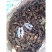 ราคา ถั่วลิสงลายเสือ แห้ง ปลูกทำพันธุ์ได้ 1กิโลกรัม (21223658820)