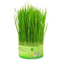 ราคา SKISOPGO พร้อมส่ง ชุดปลูกหญ้าแมว หญ้าแมวออแกนิก เมล็ดข้าวสาลี ถาดเพาะต้นอ่อน เมล็ดพืช 4 แพ็ค นํากลับมาใช้ใหม่ได้ (20524276656)