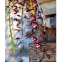 ราคา กล้วยไม้ป่า กะเรกะร่อนแดง ในตระกร้า 2 นิ้ว 3 4 ลำต้น กล้วยไม้ป่า ออกดอก พฤศจิกายน ธันวาคม พฤกษา14กล้วยไม้ป่า (14684234678)