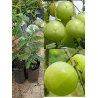 ราคา โปรโมชั่นชุดคุ้ม 1 ชุดมี 4 ต้นราคา 100 บาท มะขามป้อมยักษ์เพาะเมล็ด (14360099784)