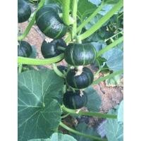 ราคา เมล็ดพันธุ์ ฟักทองญี่ปุ่น ฟักทองพวงญี่ปุ่น ปลูกง่ายโตเร็ว ผลผลิตสูง สีเขียว ซื้อ 10 แถม 1 คละได้ (18822815392)