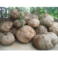 ราคา 1 หัว สบู่เลือด ว่านสบู่เลือดเถาว์ Stephania venosa ไม้โขด (9126381666)