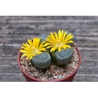 ราคา 25 เมล็ด ไลทอป กระบองเพชร ไม้อวบน้ำ กุหลาบหิน แคคตัส Living Stones Lithops สายพันธุ์ naureeniae (19904601956)