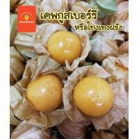 ราคา เคพกูสเบอร๊๋ โทงเทงฝรั่ง 500 กรัม ผลไม้สด จากไร่ จ เชียงใหม่ (12148157189)