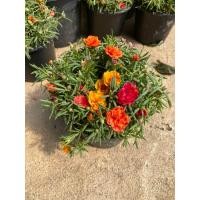 ราคา ต้นคุณนายตื่นสาย กระถาง 5 6 นิ้ว (21363115213)