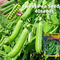 ราคา เมล็ดพันธุ์ ถั่วหวาน Sweet Sugar Pea Seeds ผลผลิตสูง งอกง่าย เมล็ดพันธุ์ ถั่วลันเตาหวาน 40เมล็ด ซอง Sugar Daddy Snap Pea Seed เมล็ดพันธุ์ ถั่วลันเตา เมล็ดถั่วลันเตาหวาน เมล็ดพันธฺุ์ถั่วลันเตาหวาน เมล็