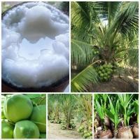 ราคา ต้นมะพร้าวกะทิแท้ มะพร้าวน้ำหอมพันธ์ต้นเตี้ย เป็นเนื้อกะทิ พันธุ์แท้ ลูกดก น้ำหวานเนื้อฟู คัดสรรพันธุ์พิเศษนำมาเพาะเป็นหน่อพร้อมปลูก (3315562448)