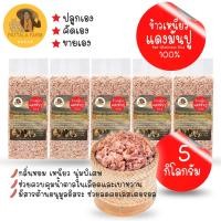 ราคา ข้าว ข้าวเหนียว ข้าวเหนียวแดงมันปู 5 กิโลกรัม ข้าวใหม่ 2567 (21244850945)