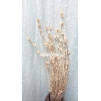 ราคา ดอกไม้แห้ง หนวดหญ้าเจ้าชู้ สีขาว พร้อมส่ง ราคากำละ 95 บาท (14898556448)