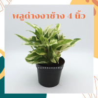 ราคา ต้นพลูด่างงาช้าง กระถางขนาด 4 นิ้ว ต้นรากแน่น (5385342599)