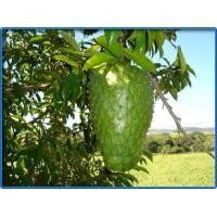 ราคา ต้นทุเรียนเทศ หรือทุเรียนน้ำ Soursop ผลกินได้ รสชาติเปรี้ยว หวาน หอม เนื่อเหนียวกว่าน้อยหน่า สรรพคุณทุเรียนเทศ รักษามะเร็ง ลักษณะต้นทุเรียนเทศ และยังมีวิตามินบีและวิตามินซี ส่วนที่นำมาใช้เป็นยาคือส่วน