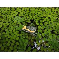 ราคา เขียดยาง อึ่งยาง (17266233497)