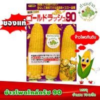 ราคา ซองแท้ 70เมล็ด เมล็ดพันธุ์ ข้าวโพด โกลด์รัช 90 Gold Rush 90 Hokkaido Sweet Corn ข้าวโพดฮอกไกโด ข้าวโพดนมสด (15592450750)