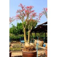 ราคา 12 เมล็ดพันธุ์ ชวนชม สายพันธุ์ยักษ์ญี่ปุ่น ชวนชม ยักษ์ญี่ปุ่นดั้งเดิม Original (12266328105)