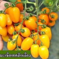 ราคา พร้อมส่ง เมล็ดพันธุ์มะเขือเทศสีเหลือง ปลูกง่าย เมล็ดมะเขือเทศสีเหลืองสด 100 แพค 100 เมล็ด แพ็ค เมล็ดผักและผลไม้กินได้ เมล็ดผลไม้บอนไซ เมล็ดแคระ เมล็ดผลไม้อร่อย ปลูกได้ทั่วไทย เมล็ดพันธุ์มะเขือเทศสีเห 