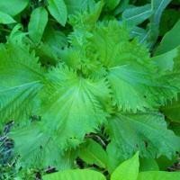 ราคา ชิโสะเขียว Green Shiso เมล็ด พันธุ์ โอบะ 50 120 เมล็ด เมล็ดใบงาเกาหลี เมล็ดพันธุ์ ซื้อ 10 แถม1คละได้ (19608659757)