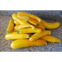ราคา เมล็ดพันธุ์ ซูกินีสีทอง yellow zucchini ซูกินี เหลือง เมล็ดนำเข้า 4 30 เมล็ด ซื้อ 10 เเถม 1 คละได้ (17432863455)