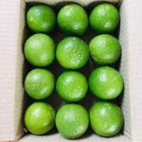 ราคา มะนาว มะนาวไร้เมล็ด มะนาวคั้นน้ำ ขนาด 20 kg นำไปแบ่งขาย หรือคั้นน้ำบรรจุขวด (18288650843)