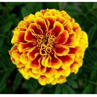 ราคา ดาวเรืองฝรั่งเศสBonanza ถูกที่สุด10 บ เมล็ดพันธุ์ดาวเรืองฝรั่งเศส Banaza10 เมล็ด งอกง่าย ดอกดก สวยโดดเด่น (12924410618)