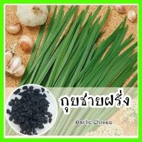 ราคา พร้อมส่ง รหัส 106 เมล็ดพันธุ์ OP แท้ ต้นกุยช่ายฝรั่ง Garlic Chives เมล็ดพันธุ์ผัก ต้นกุยช่าย เมล็ดกุยช่าย เมล็ดผักต่างๆ เมล็ดพันธุ์ผัก (8115512492)