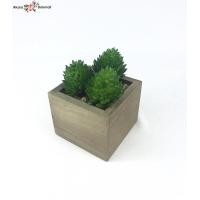 ราคา หัวแคคตัสปลอม Set 3 หัว 70 บาท ไม่รวมกระถาง แคคตัสจัดสวนถาด (1868390739)