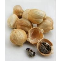 ราคา Cardamom ลูกกระวานเทศ 50g 100g (12576875903)