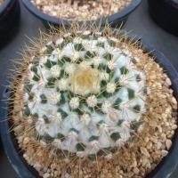 ราคา แมมเข็มทอง ไซส์ใหญ่ Mammillaria nivosa ไม้เมล็ด ขนาด 9 10 ซม ต้นกระบองเพชร ต้นแคคตัส แคคตัส กระบองเพชร (17452420134)