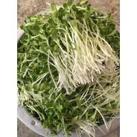 ราคา เมล็ดพันธุ์ เมล็ดต้นอ่อน ทานตะวัน 10 แถม 1 คละได้ (20768538280)