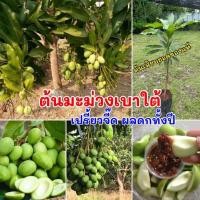 ราคา ต้นมะม่วงเบาใต้ เสียบยอดพันธุ์แท้100 ต้นพร้อมปลูก ต้นเตี้ย ติดผลเร็ว ต้นประมาณ 50 60เซนติเมตร (21122575238)