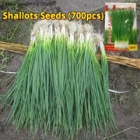 ราคา เมล็ดพันธุ์ ต้นหอม หอมแดง บรรจุ 700 เมล็ด Shallot Seeds Spring Onion Organic Vegetable Seeds for Planting เมล็ดหอมแดง เมล็ดพันธุ์ผัก ผักสวนครัว บอนไซ บอนสี ผักออร์แกนิก พันธุ์ผัก เมล็ดผัก เมล็ดพันธุ์แ