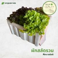 ราคา ตัดสดทุกออเดอร์ สลัดรวม น้ำหนัก 1 กก ผักสลัด ผักสดๆพร้อมทาน สดสะอาด ปลอดสารเคมี ออแกนิค (21019495169)
