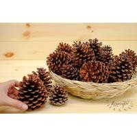 ราคา ลูกสน ธรรมชาติ ปลอดสาร คัดพิเศษ ตกแต่งต้นคริสต์มาส ลูกสนแห้ง ไซส์เล็ก กลาง ใหญ่ ลูกสนสวยๆ christmas คริสต์มาส พร๊อบถ่ายรูป ลูกสนฟัน (16583746318)