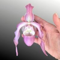 ราคา 20 เมล็ดพันธุ์ เมล็ดกล้วยไม้ กล้วยไม้ กล้วยไม้เอื้อง Phragmipedium Orchids Orchid flower seed อัตราการงอก 80 85 (11650950575)