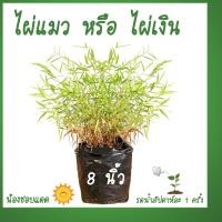 ราคา ต้นไผ่แมว ไผ่แมว หรือ ไผ่เงิน พุ่มสวยๆ อาหารแมว ต้นหญ้าเเมว ไผ่แมวกิอน หญ้าหมาะสำหรับแมว สุนัข กระต่าย พืชสำหรับแมว (20012751798)