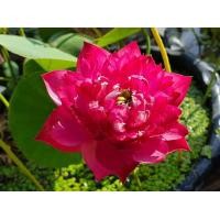 ราคา 5 เมล็ด เมล็ดพันธุ์บัว บัวนอก สายพันธุ์ Red Kapok สีชมพู แดง บัวแคระ Micro Lotus Tea Cup Lotus บัวจักรพรรดิ์ บัวสวมงาม บัวนำเข้า Lotus Seeds (19493401638)
