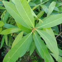 ราคา ต้นชะมวง ต้นใบชะมวง ส้มโมงผักพื้นบ้านใบมีรสเปรี้ยวเป็นเอกลักษณ์ ต้นสูง70 80เซน1ต้น (1829720929)