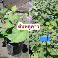 ราคา ต้นพลูคาว มีรสเผ็ดคาว แก้กามโรค ทำให้น้ำเหลืองแห้ง ทำให้แผลแห้ง แก้เข่าข้อ แก้โรคผิวหนังทุกชนิด (15217558575)