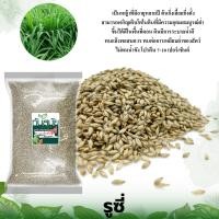 ราคา คัดเกรดพิเศษ หญ้ารูซี่ เมล็ดพันธุ์หญ้ารูซี่ หญ้าสวีทจัมโบ้ แบบยกกระสอบ 25kg เมล็ดพันธ์ุหญ้า ปลูกสำหรับเลี้ยงสัตว์ หญ้าเลี้ยงวัว ควาย แพะ แกะ เมล็ดใหม่ปีต่อปีไม่ค้างสต๊อก รับประกันการงอก100 (2126108455