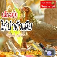 ราคา Mini Shop เสียงต่อไก่ป่าตัวเมีย แฟลชไดร์ฟ USB ต่อไก่ป่าตัวเมีย เสียงดังฟังชัด เสียงนกแท้ เสียงดังฟังชัด100 เข้าง่ายติดง่าย (21086142502)