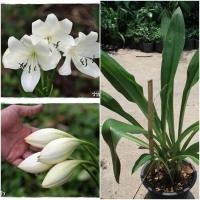 ราคา ดอกสวย กลิ่นหอมฟุ้งกระจาย 10หัว ชุด หัวหน่อ ว่านมหาบัว ดอกขาว Crinum moorei ขนาดหัว 22 25 ซม (8004483473)