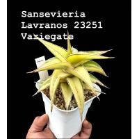 ราคา Sansevieria Lavranos 23251 Variegated (21254162662)