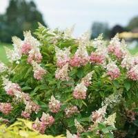 ราคา 20 เมล็ด เมล็ดไฮเดรนเยีย Hydrangea Seeds ดอกไม้ที่สื่อถึงความเข้าใจ ความซื่อสัตย์ สายพันธุ์ Pinky Winky (21086193573)