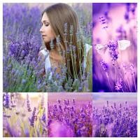 ราคา พร้อมส่ง เมล็ดพันธุ์ ลาเวนเดอร์ อังกฤษ English Lavender Seed บรรจุ 200 เมล็ด คุณภาพดี ราคาถูก ของแท้ 100 (10594481405)