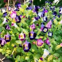 ราคา เมล็ดพันธุ์ แววมยุรา คละสี ดอกแววมยุรา เมล็ดคัดพิเศษ 4 เมล็ด 10 แถม 1 คละได้ (10947396510)