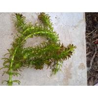 ราคา สาหร่ายหางกระรอก น้ำหนัก 1 กิโล (14425243028)