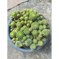 ราคา ดาวล้อมเดือน กระบองเพชร (20559970664)