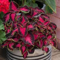 ราคา 20 เมล็ด ฤษีผสม Coleus ฤๅษีผสม ไม้มงคล ต้นไม้เรียกทรัพย์ มีคู่มือปลูก สายพันธุ์ Chocolate Covered Cherry (21227954251)