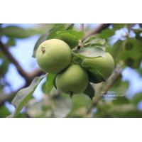 ราคา แอปเปิ้ลป่า Wild apple กล้าเพาะเมล็ด กล้าสูงประมาณ25 30ซม กล้าละ 300 (15780872205)